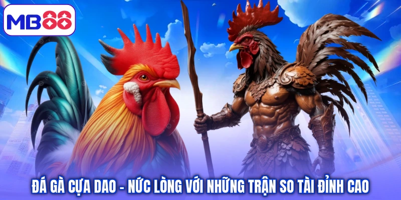 Đá gà cựa dao