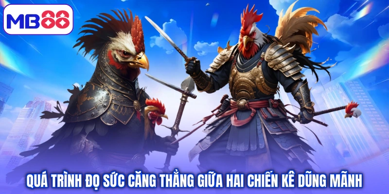 Quá trình đọ sức căng thẳng giữa hai chiến kê dũng mãnh 